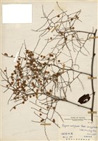 藏品(臺灣何首烏)的圖片